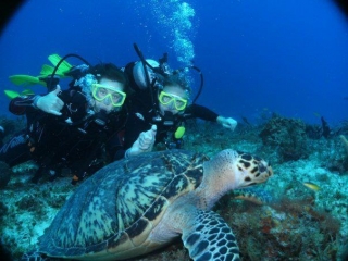 buceando con tortugas